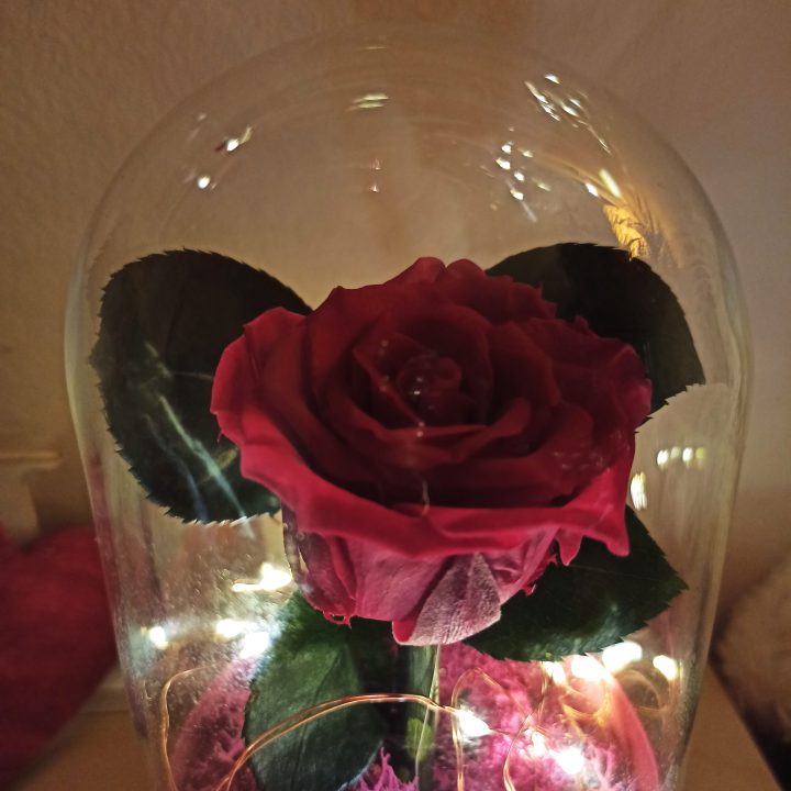 Τριαντάφυλλο παντοτινό – Forever Rose
